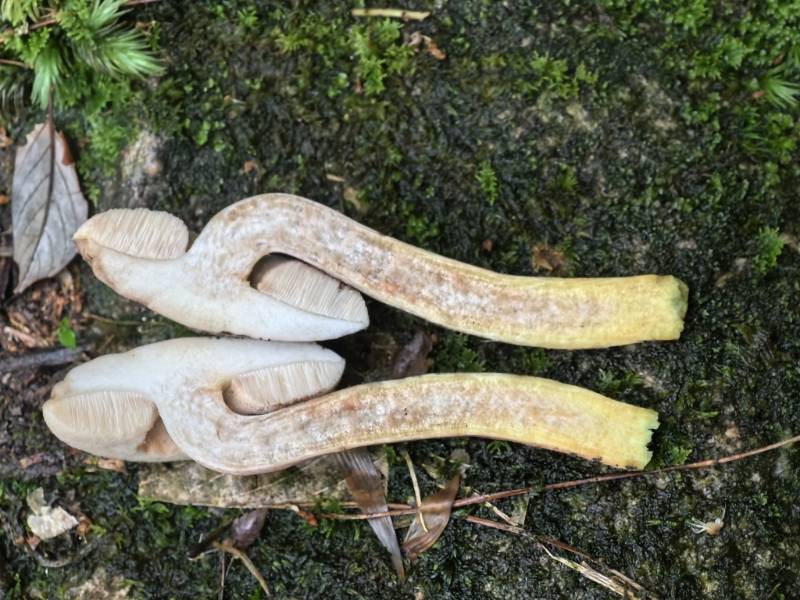 黑灰哈里牛肝菌（暂定）