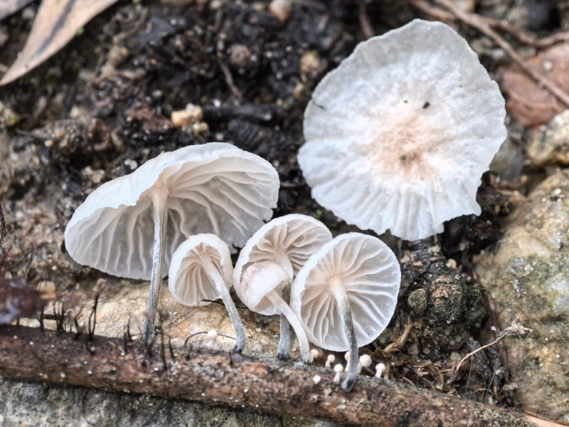 Marasmiellus rhizomorphogenus