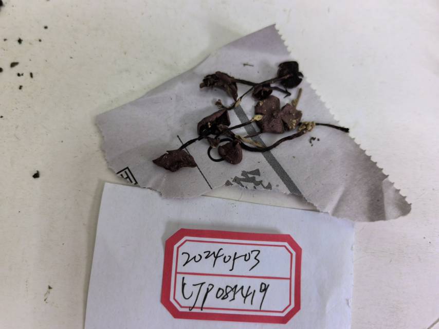 红棕小蘑菇