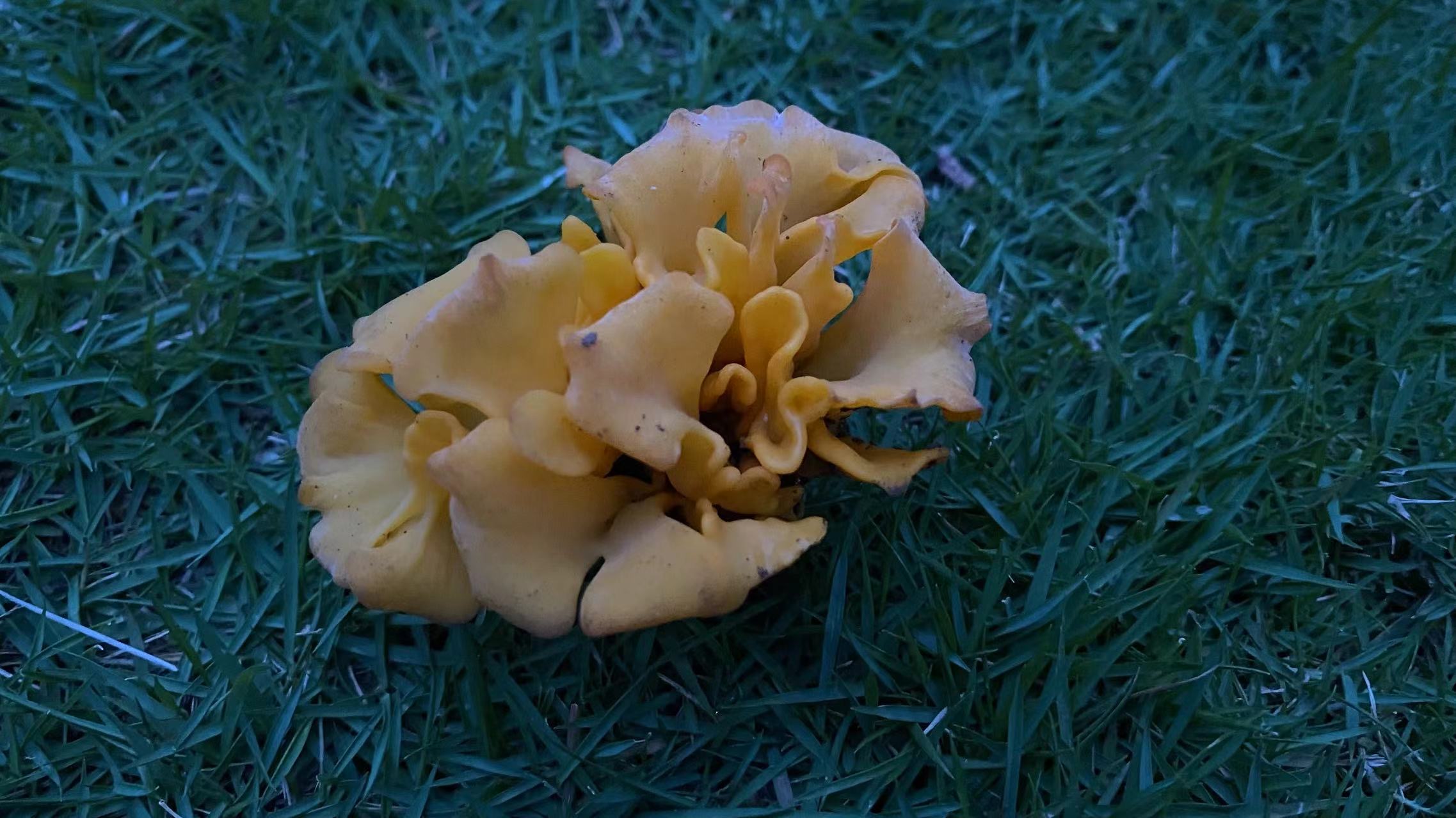 假花耳属一种
