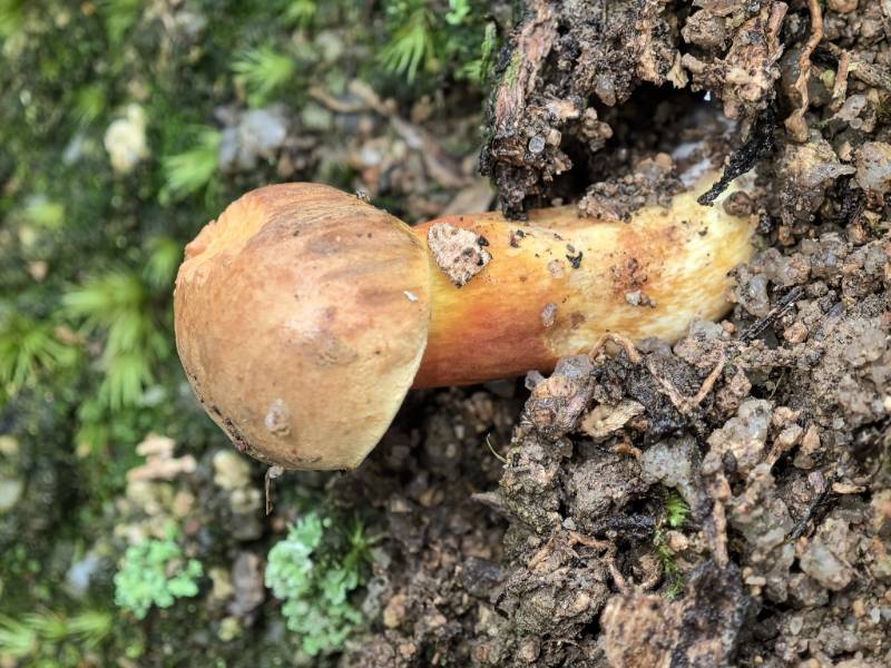 橙黄粉孢牛肝菌