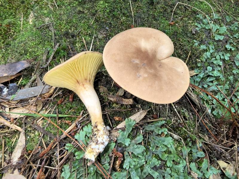 泌阳褶孔牛肝菌