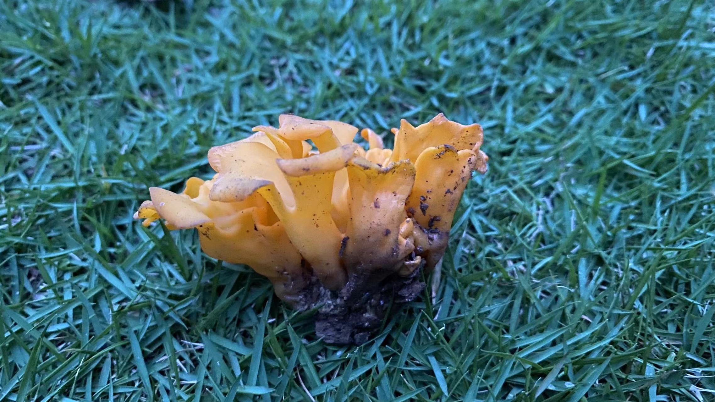 假花耳属一种