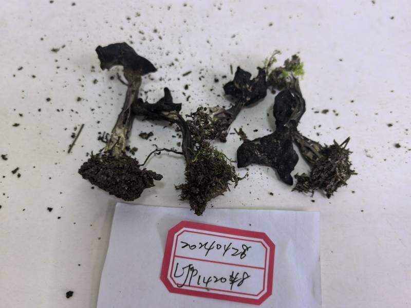 马鞍菌
