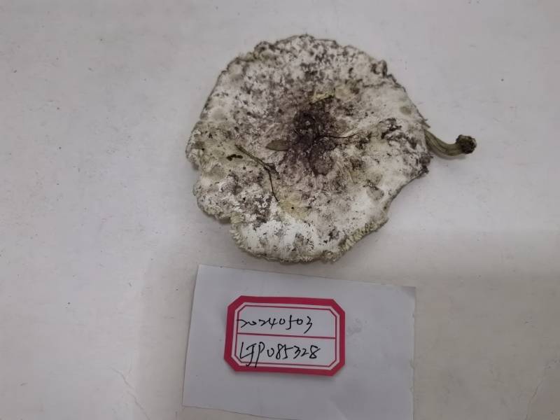 粉尘环柄菇