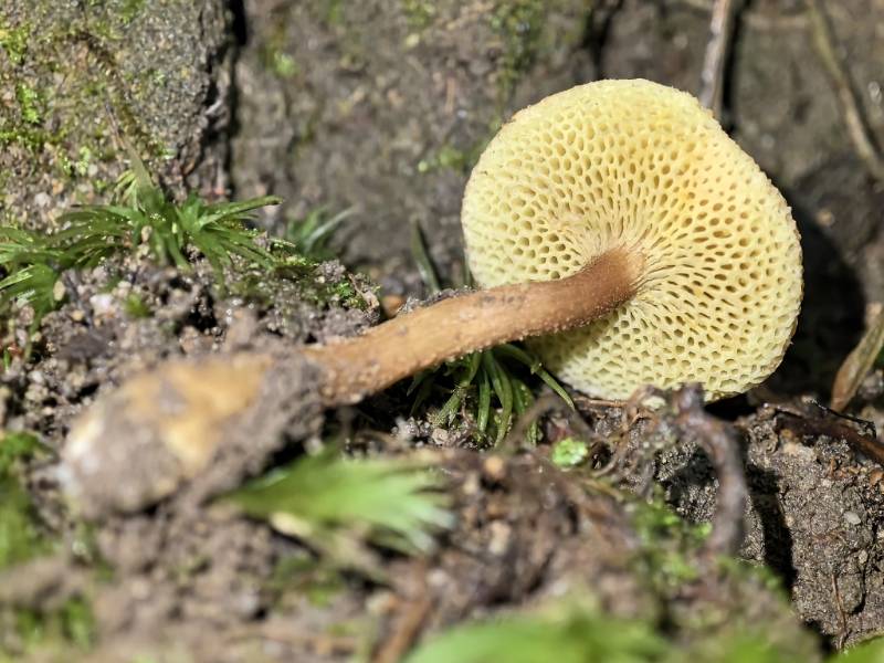 绒脚金牛肝菌（暂定）