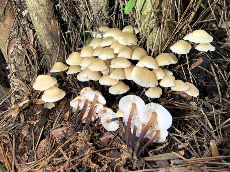 Gymnopus tianbaoyanensis