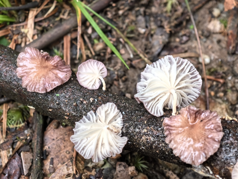 Paramarasmius sp.