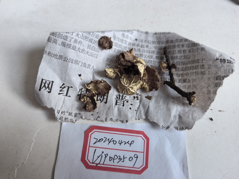 Paramarasmius sp.