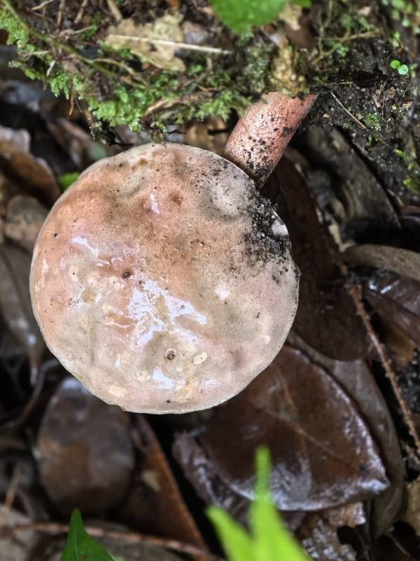 黑灰哈里牛肝菌（暂定）