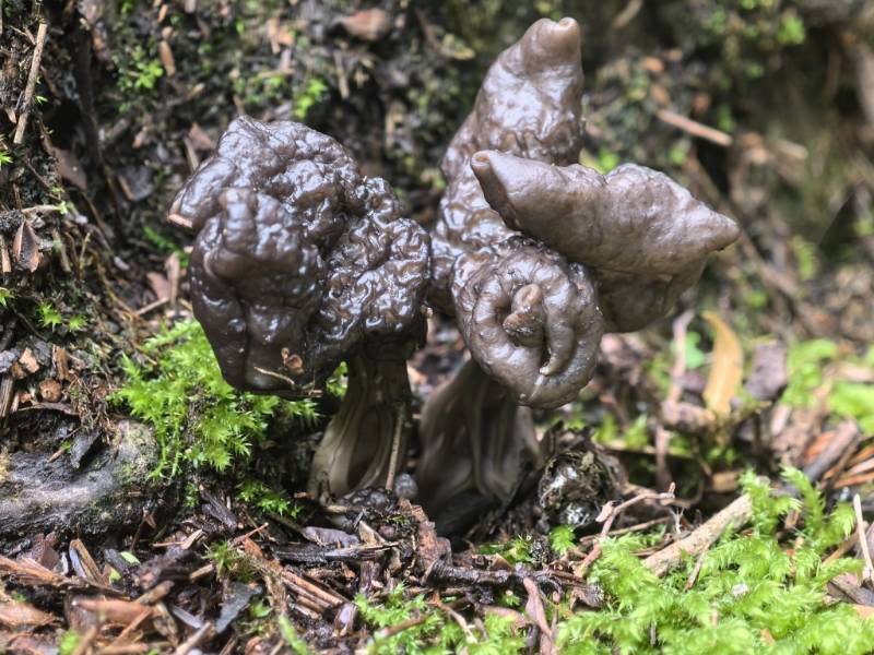 马鞍菌