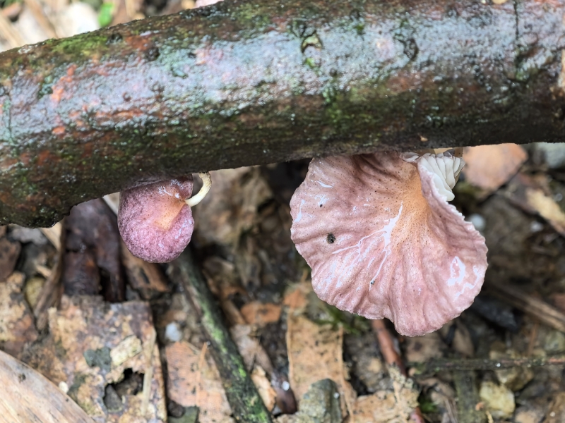 Paramarasmius sp.