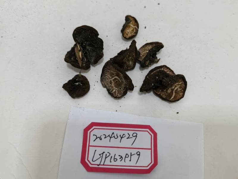 暗盘菌