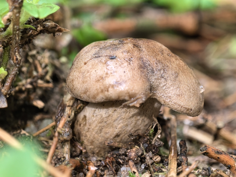萝卜味金牛肝菌
