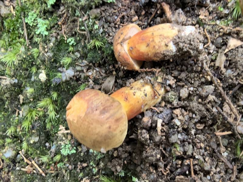 橙黄粉孢牛肝菌