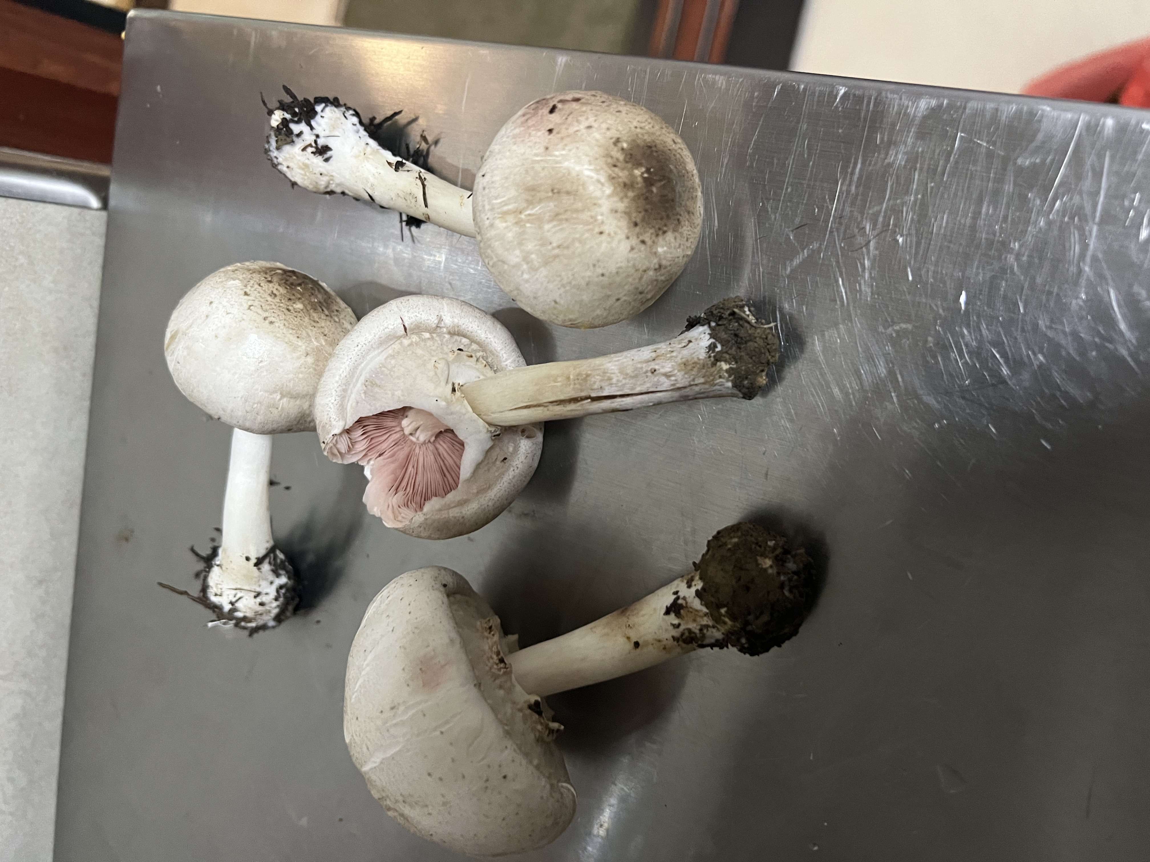 黄斑蘑菇
