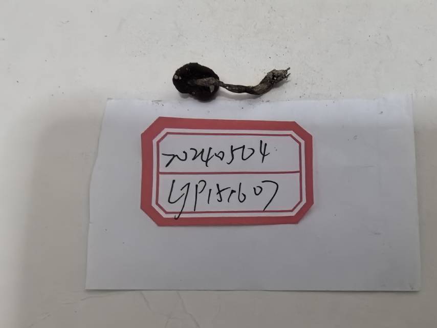 李玉丝膜菌