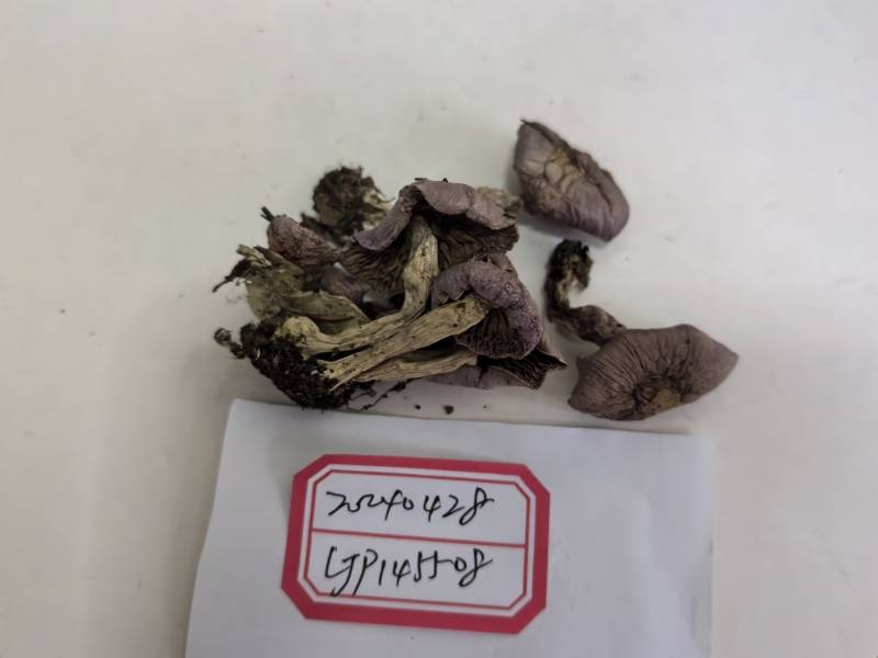丝膜菌属