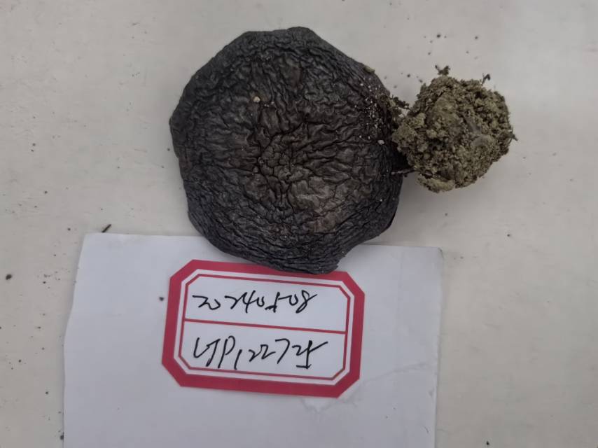 黏盖丝膜菌属