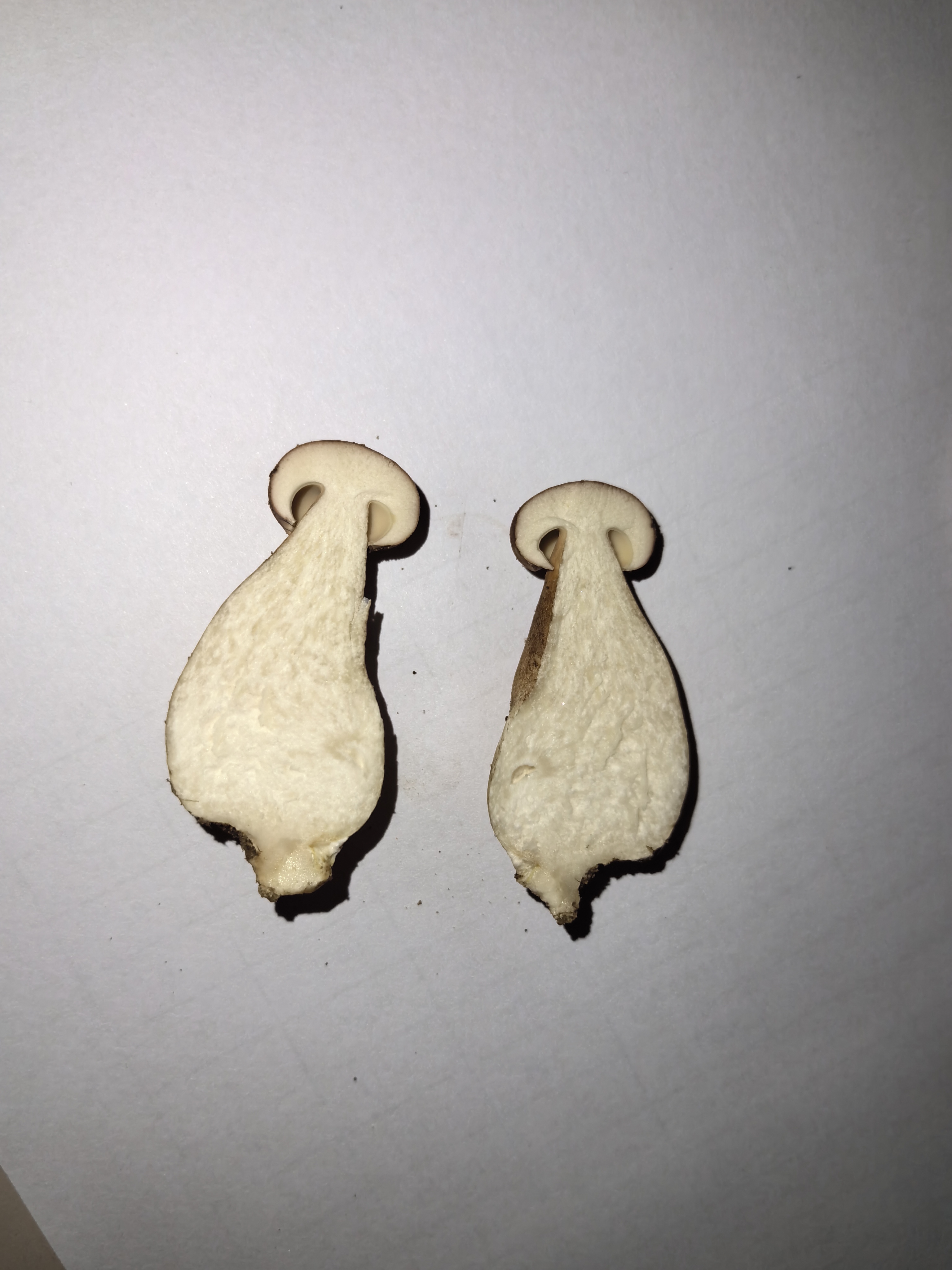 紫褐粉孢牛肝菌