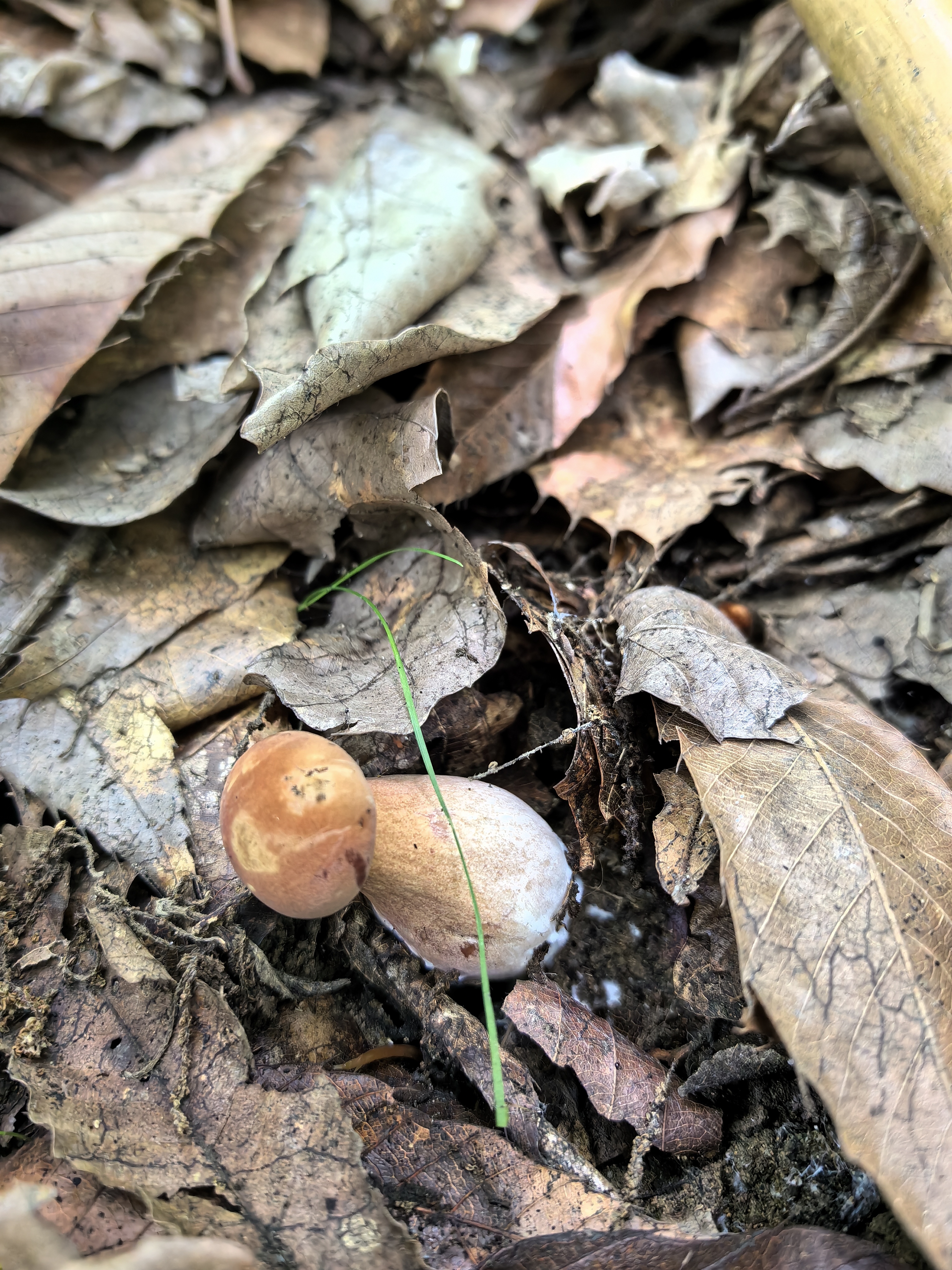 紫褐粉孢牛肝菌