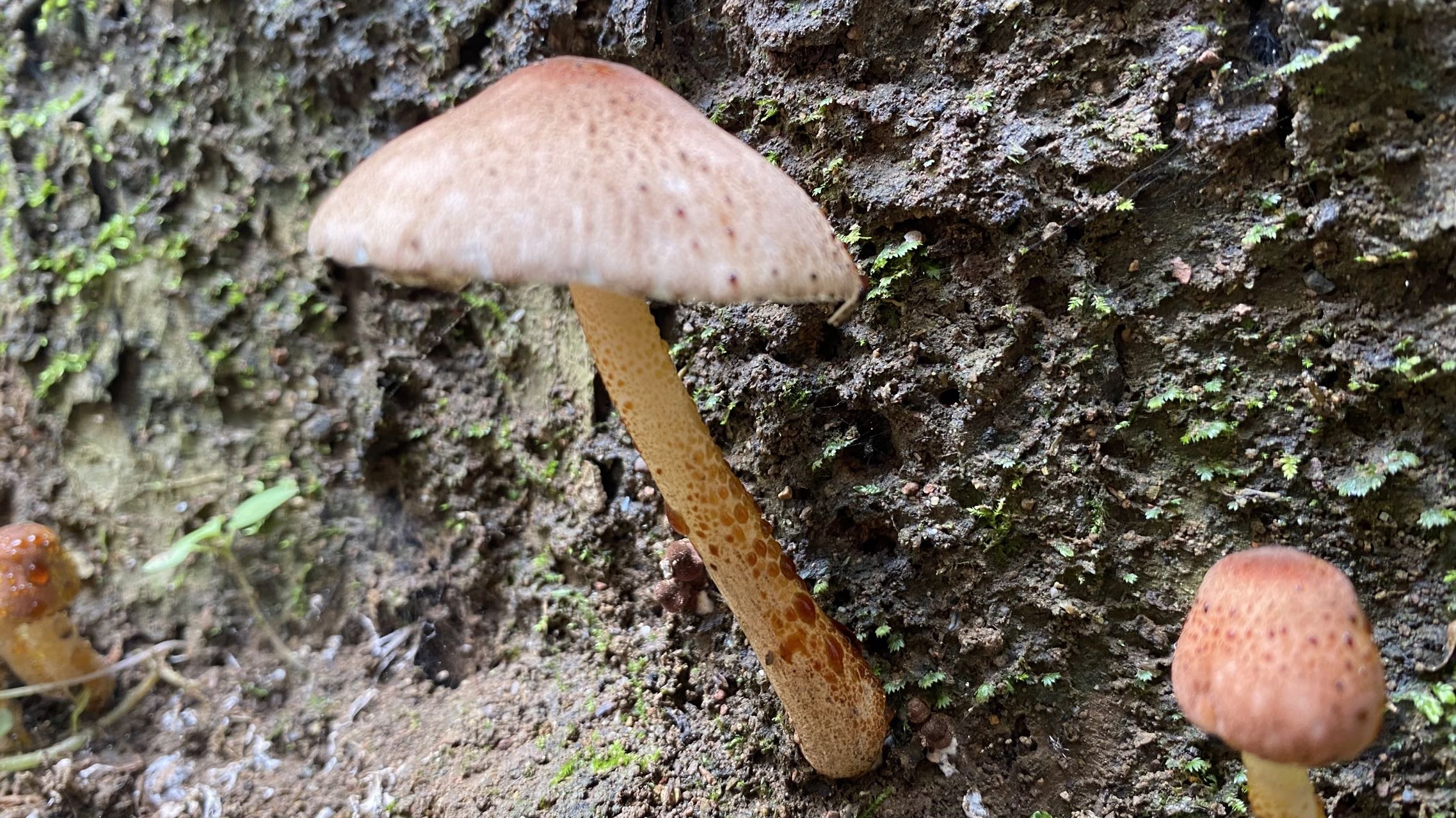 标本照片