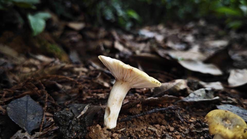 鼎湖山红菇