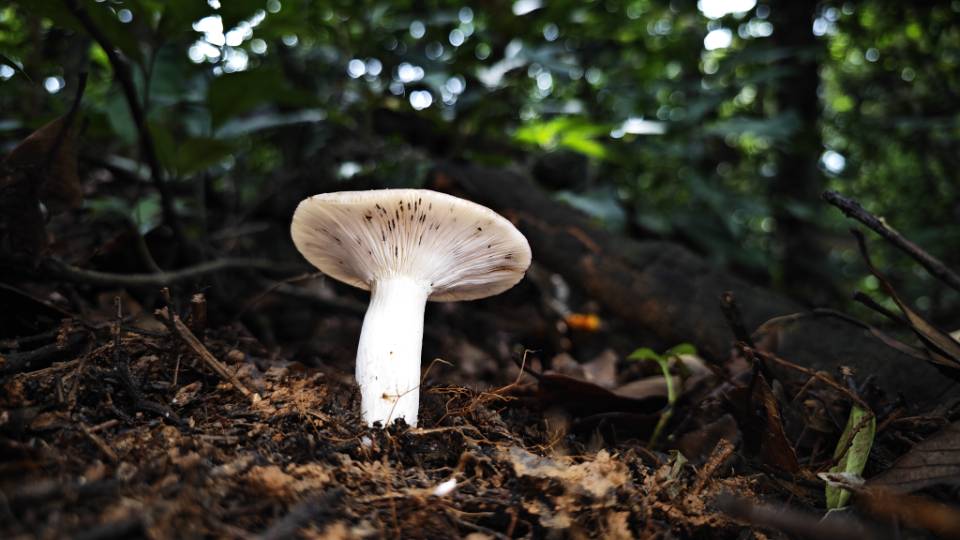 鼎湖山红菇