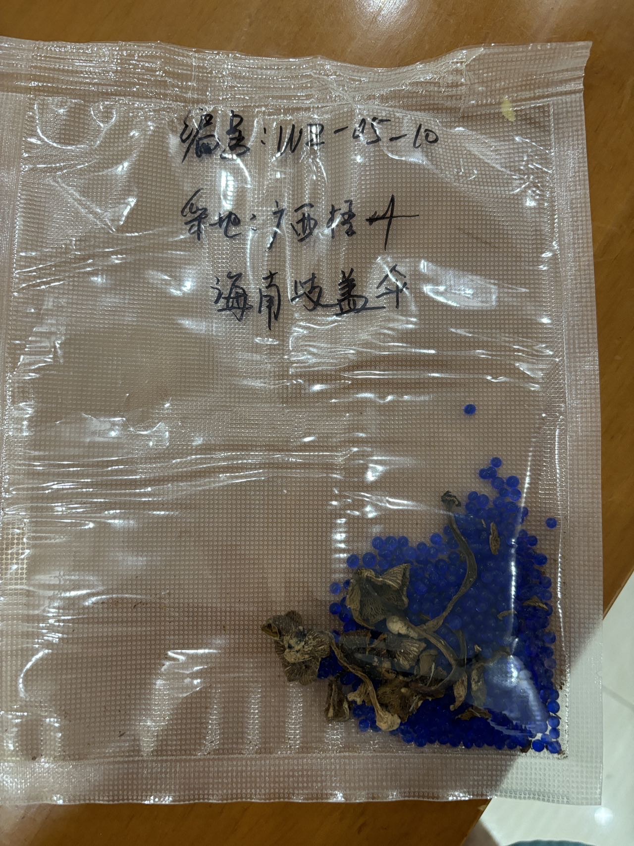 海南歧盖伞