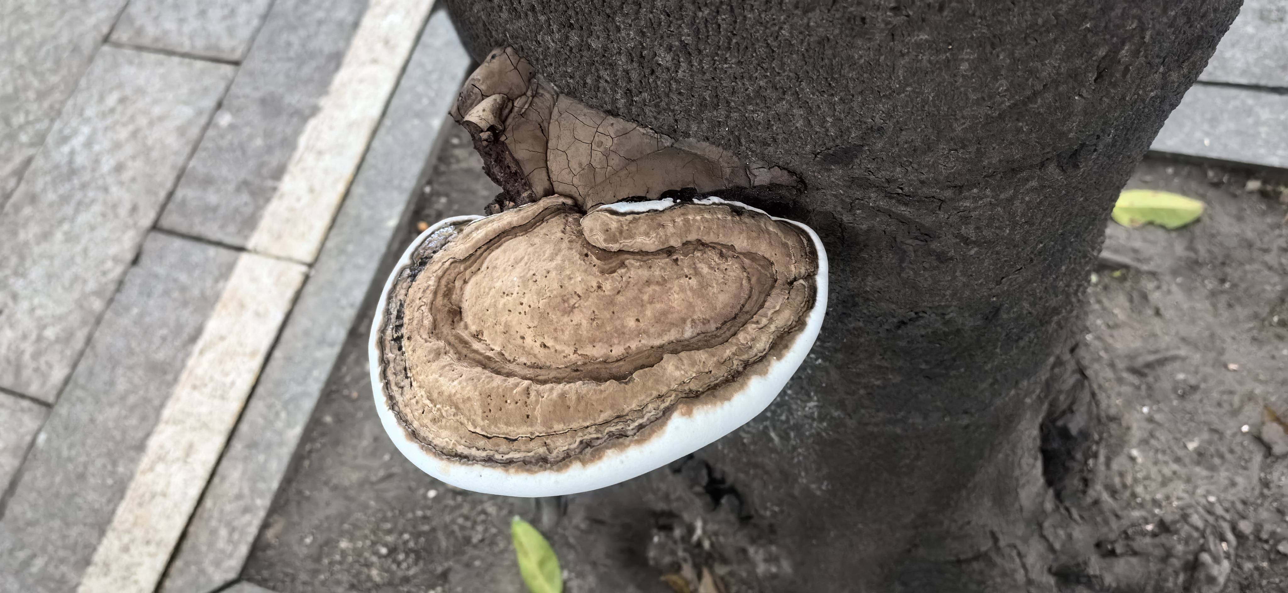 标本照片
