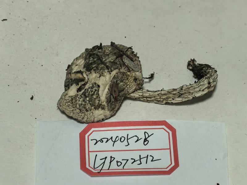 白绿南方牛肝菌（暂定）