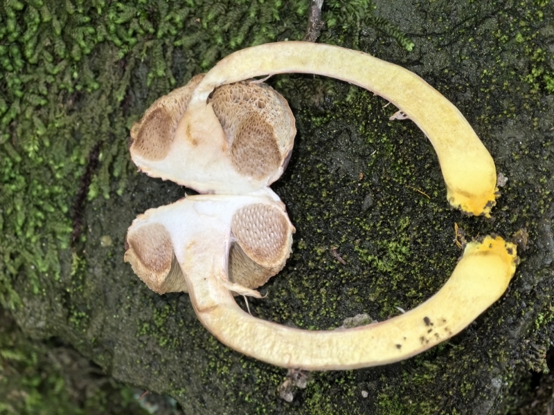 亚高山哈里牛肝菌