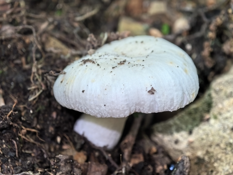 嫩白红菇