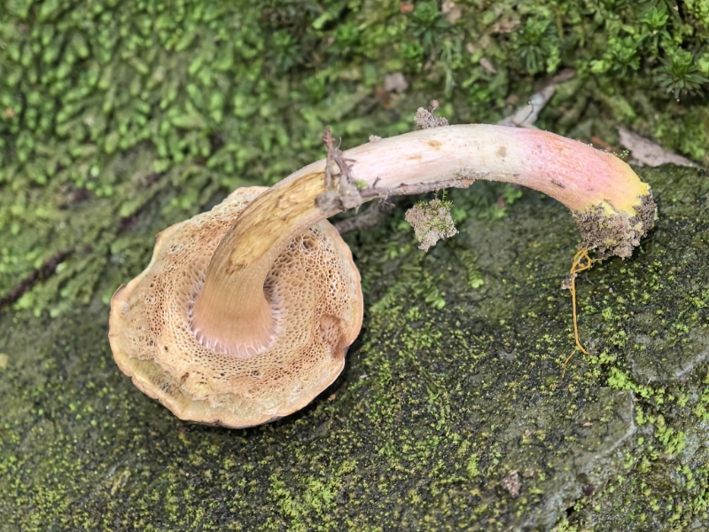 亚高山哈里牛肝菌