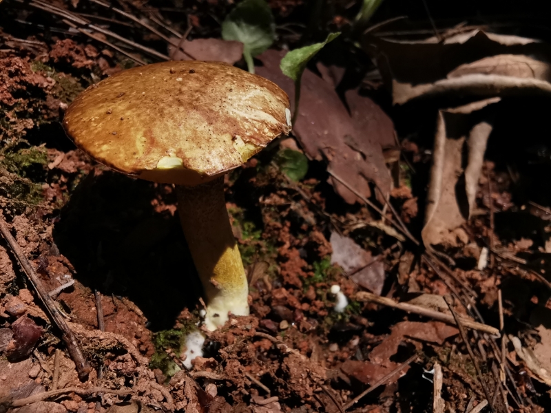 滑皮乳牛肝菌