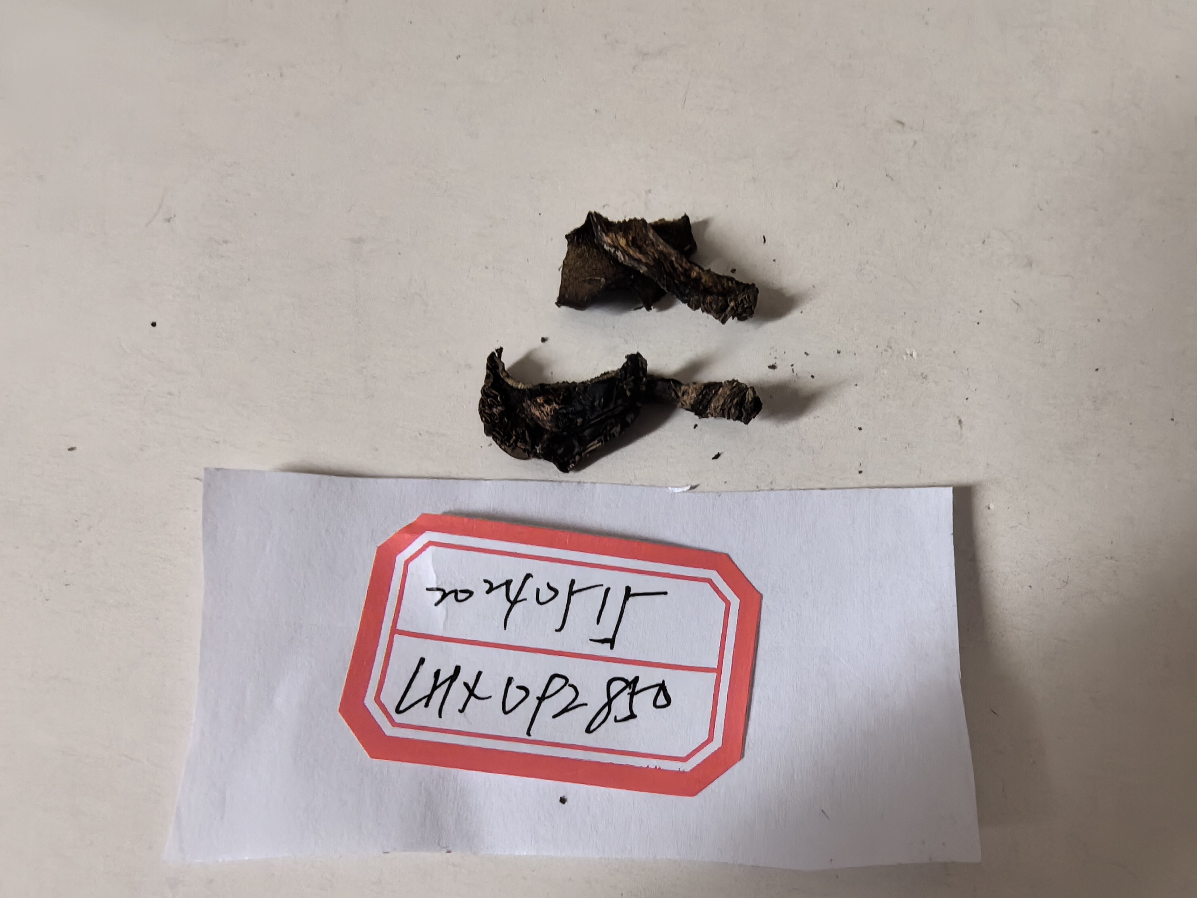 滑皮乳牛肝菌