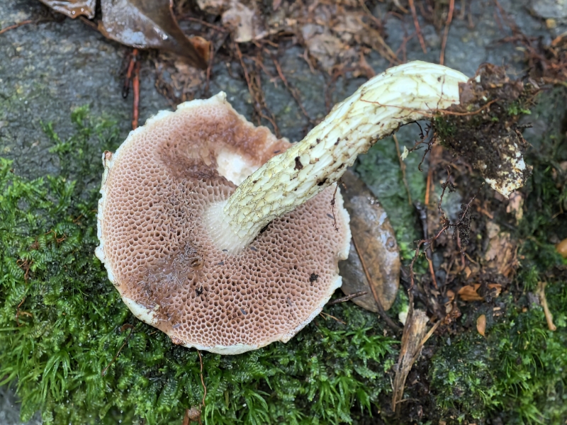 白绿南方牛肝菌（暂定）