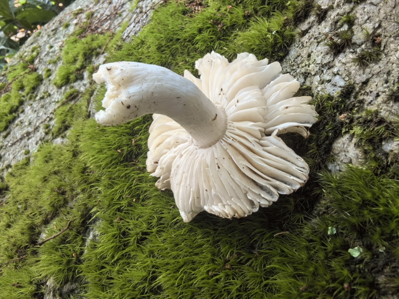 嫩白红菇