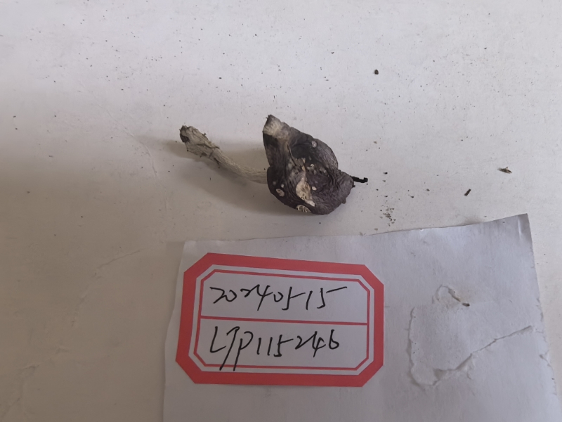 红菇亚属某种