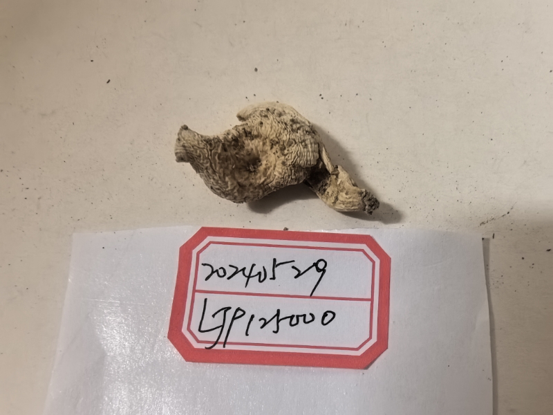 嫩白红菇