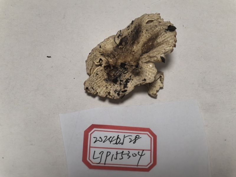 嫩白红菇