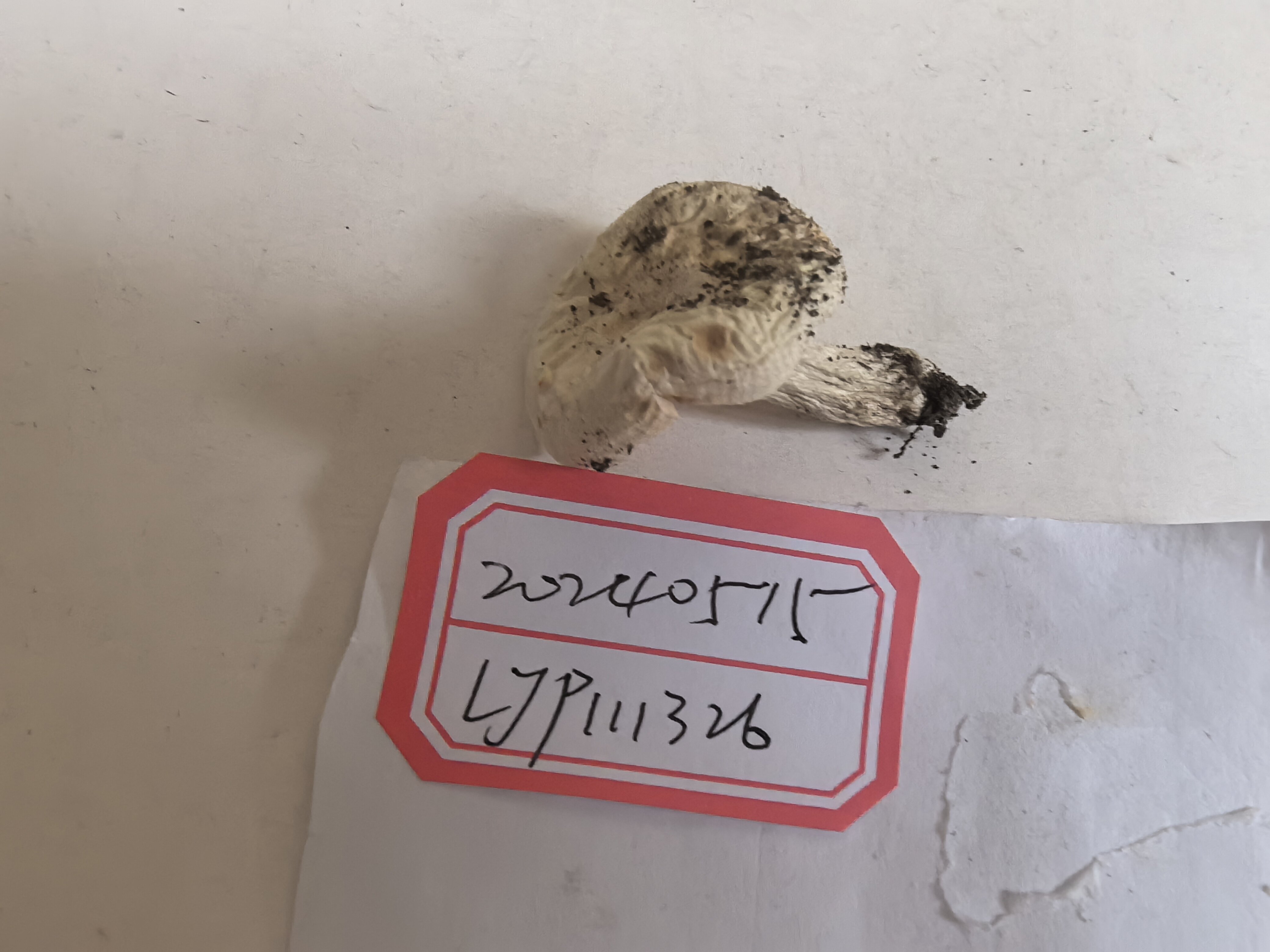 嫩白红菇
