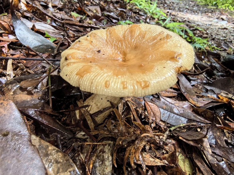点柄黄红菇