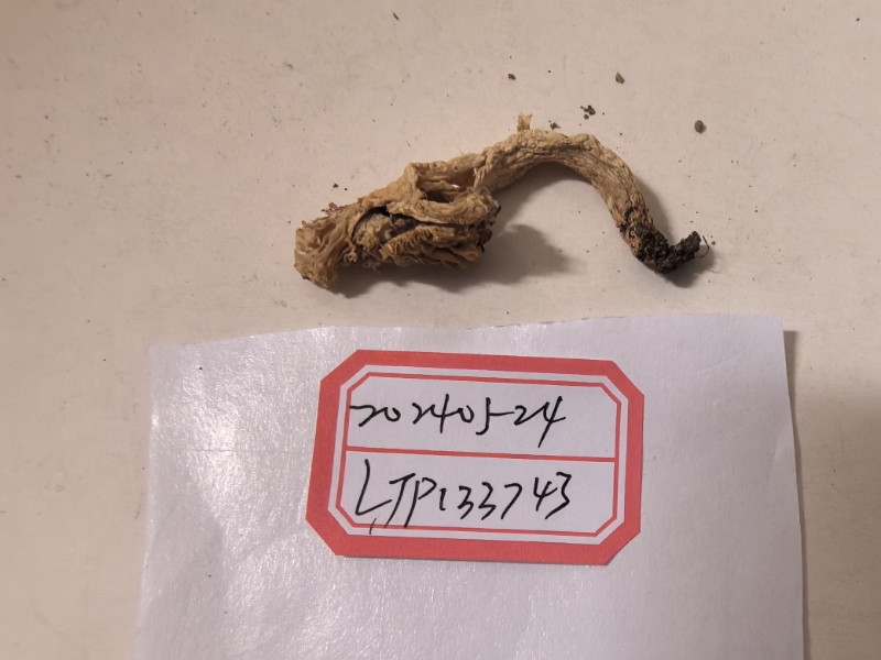 红菇亚属某种