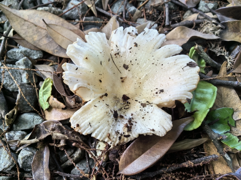 嫩白红菇