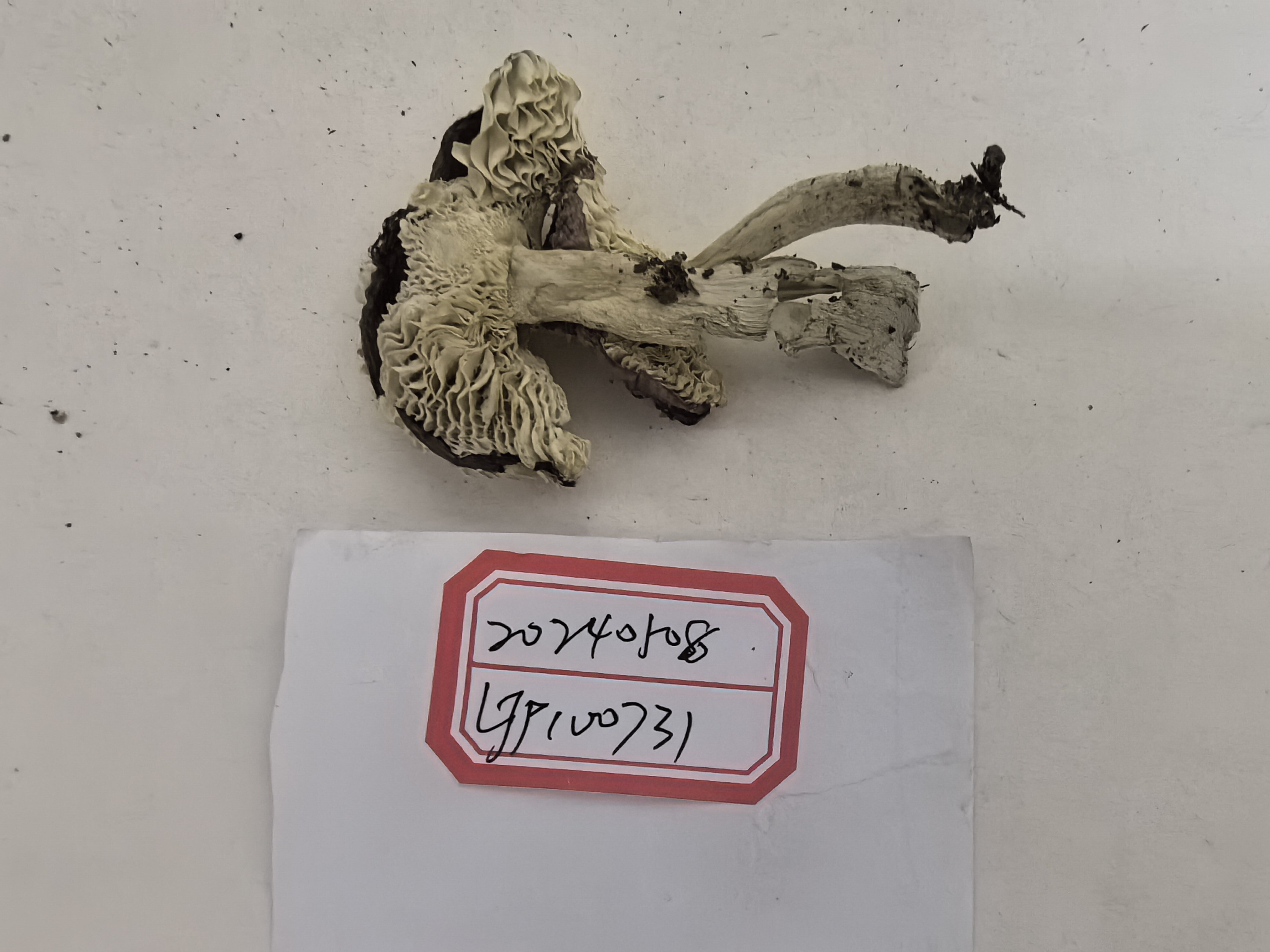 红菇亚属某种