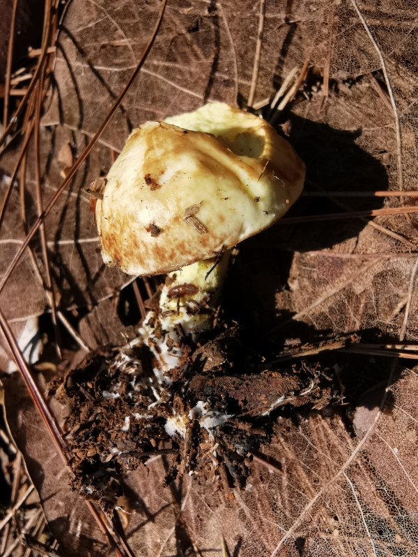 滑皮乳牛肝菌