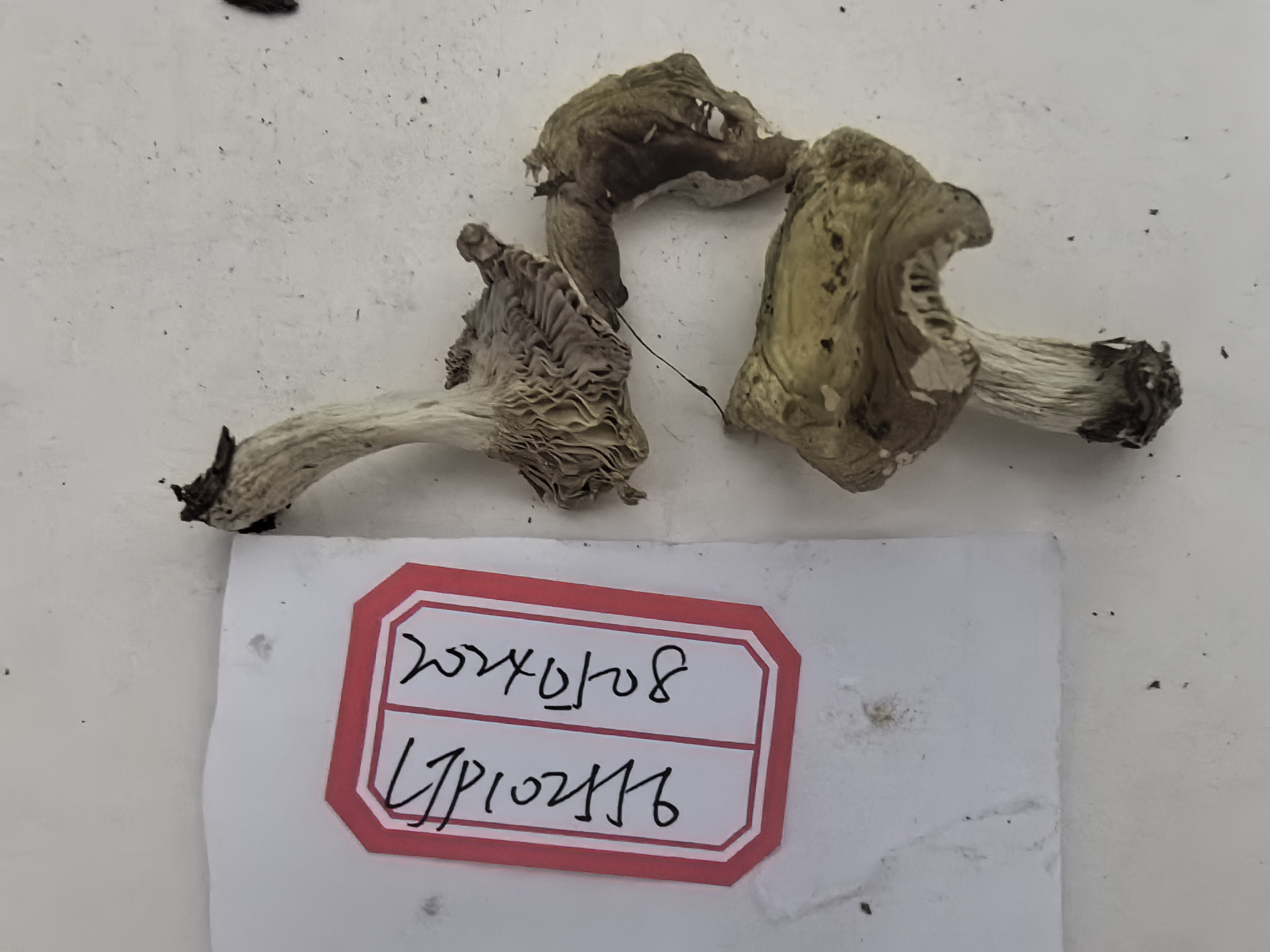 红菇亚属某种