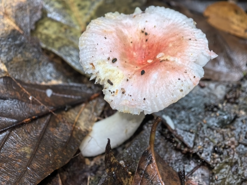 红菇亚属某种