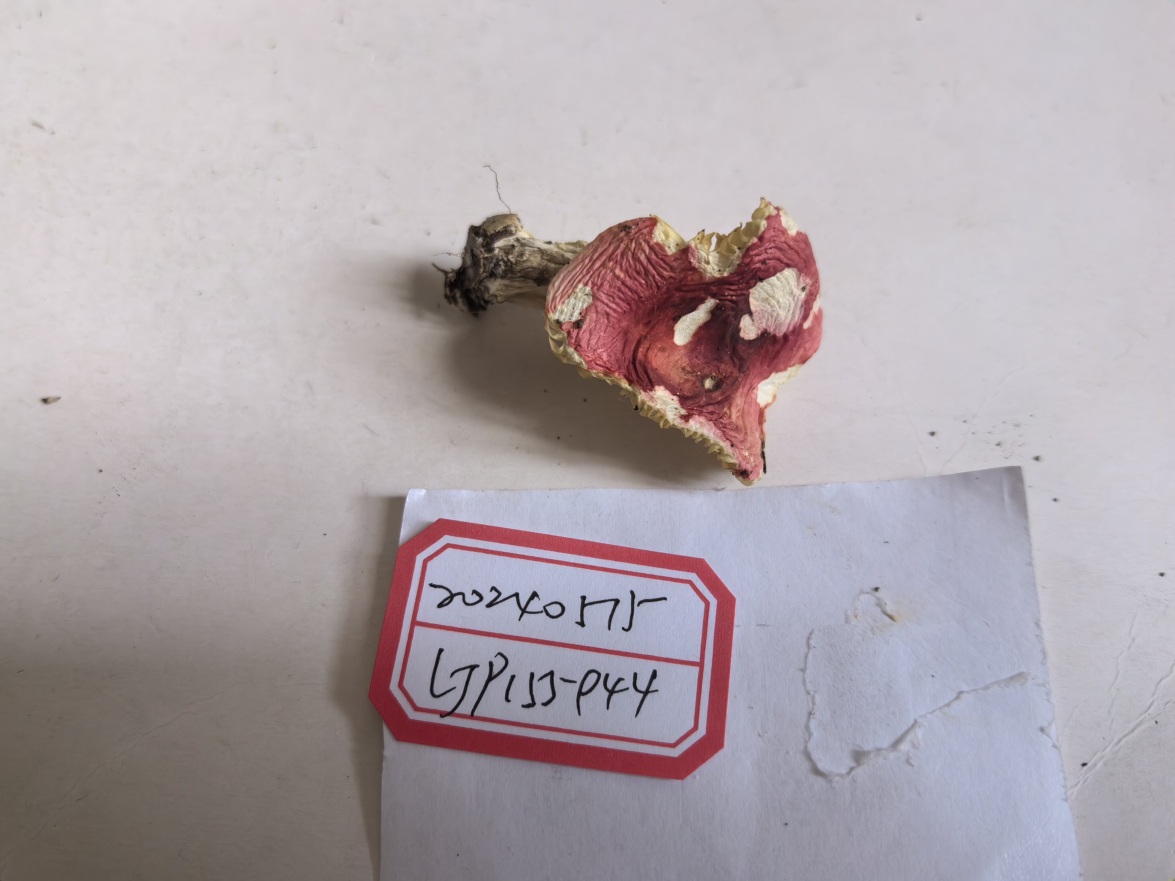 红菇亚属某种